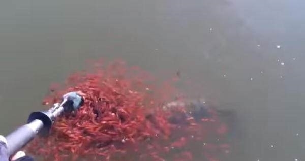 潸然泪下|男子钓鱼时钓到一条大鱼，鱼漏出水面的时候一面让人潸然泪下！