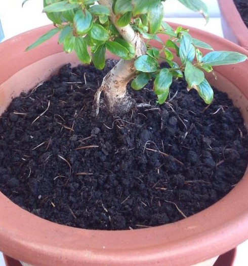 花盆里放一个小玩意,盆土常年透气不板结,盆栽长得壮开花多