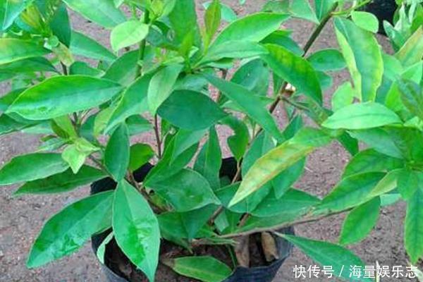 土质|茉莉花开花少，这不是问题，教你几招，花枝都是花苞