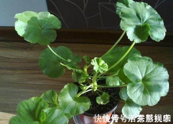 君子兰|君子兰、长寿花、蟹爪兰总不开花,可能盆里缺点它,加一点就开花