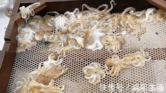 八爪鱼|老妈花100元买8斤海鲜,请吃海鲜大餐,到家我傻眼,涨知识了
