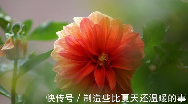 家里养花,花大色艳能爆盆,好养易活真漂亮,家里养出小花园