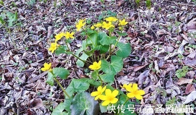 肠胃疾病|长在溪边无人识，叶子却极珍贵，俗称“驴蹄菜”，别忽视