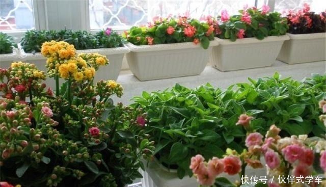 养花|有1种“体液”,人们常浪费,殊不知,是花草最爱,比黄豆水都肥!