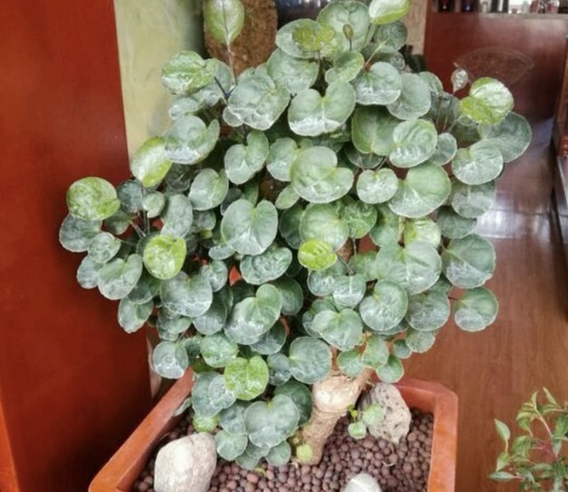 金钱兜|独特的“三种花”,过年时养2盆,寓意招财、旺运,枝叶好看!