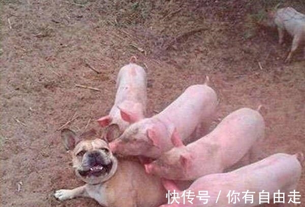 |搞笑段子:不怕猪一样的队友,就怕猪一样的对手!