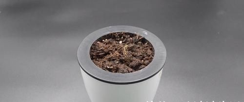 芒果核扔掉可惜了，这个用途懂的人还不多，早点知道就好了