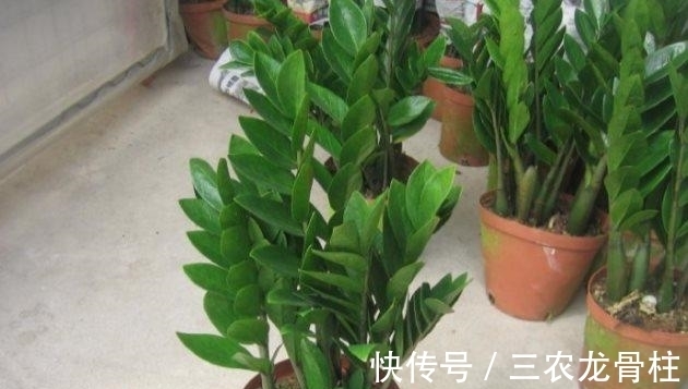 浇水|金钱树怎么养才茂盛的四个小技巧