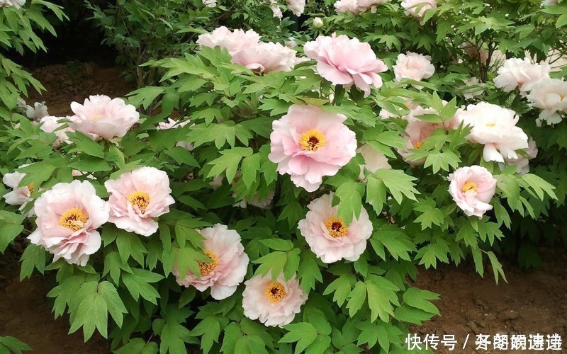 芙蕖|刘禹锡的一首牡丹诗,短短4句,完美诠释了什么是“国色天香”