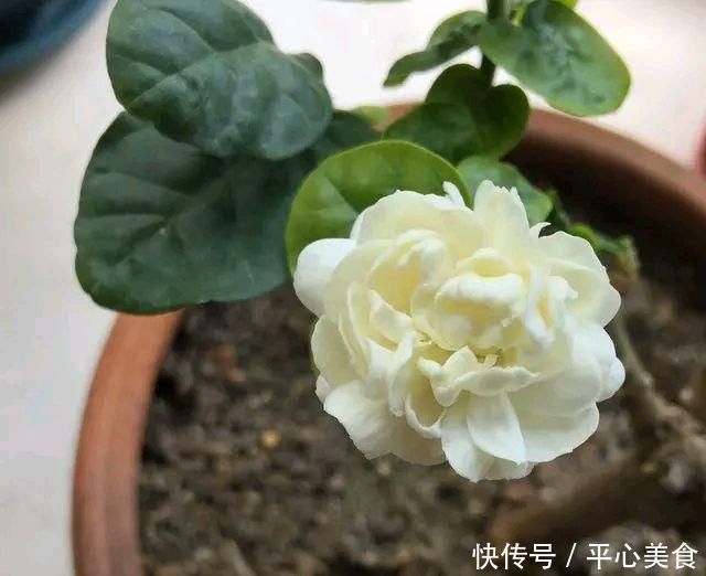 茉莉花在25度的地暖房中枝条疯长可以修剪吗茉莉花的花期是多久