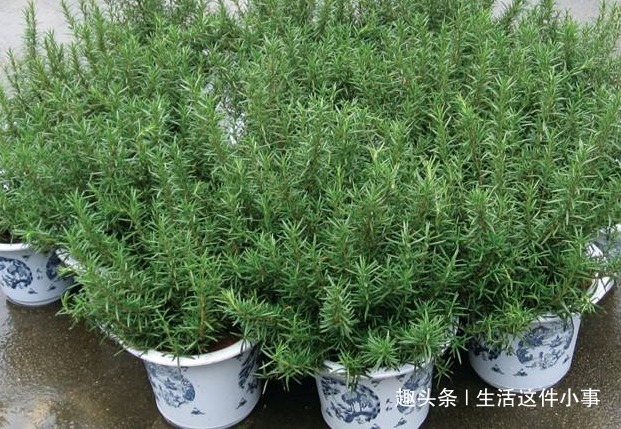 细菌讨厌的3种植物，家里养一盆，不仅好看，还能省去很多医药费