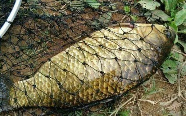 这饵，我隔三差五就想用，方法简单又好用，钓上的鲫鱼都很大