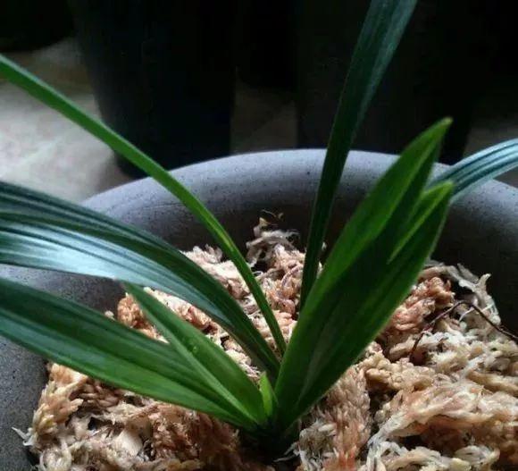 拿它一捂，长寿蟹爪兰嗖嗖冒花苞，多肉呼呼胖三圈