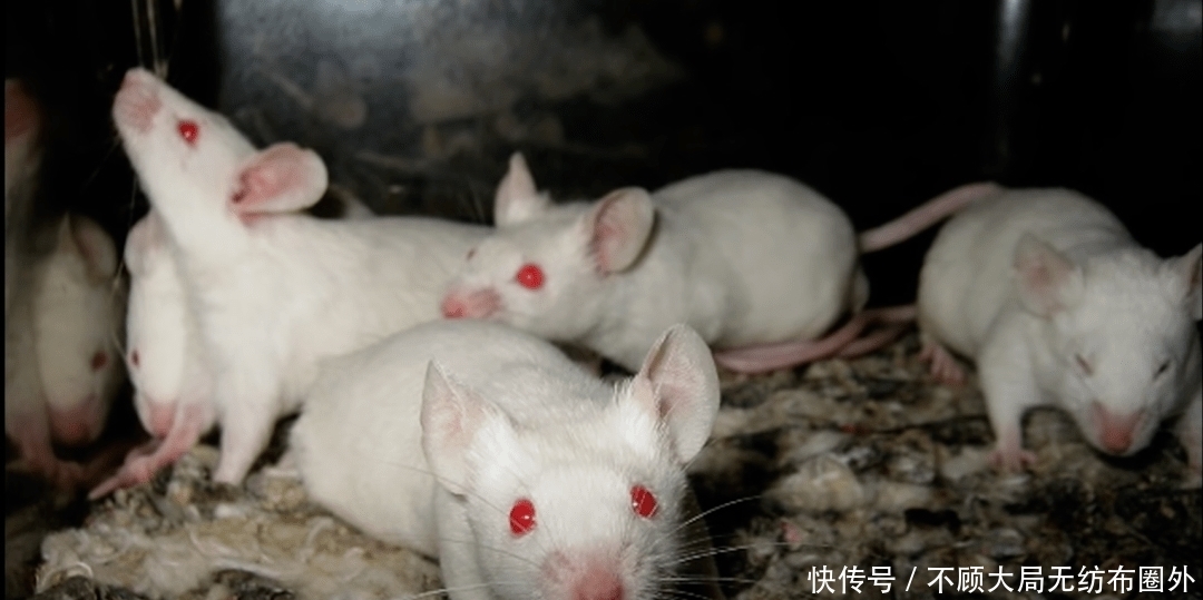 细思|一个细思极恐的心理学实验：为何与家人住在一起，会让人抓狂？