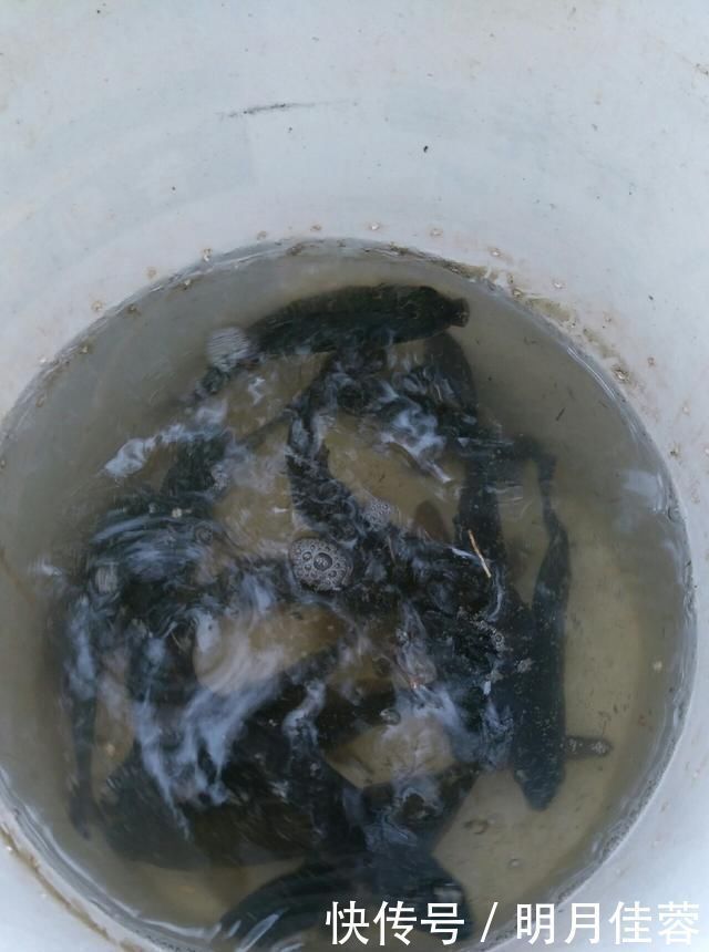 西南风|野钓小技巧浮漂做一个小改动,惊鱼几率大降