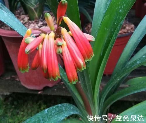 叶片|君子兰、蟹爪兰叶片打蔫，擦一擦，20天长油绿叶
