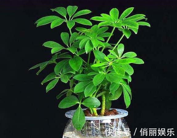 新芽|养鸭掌木，按照“此方法”，四季常绿“没毛病”，新芽再也不发黑