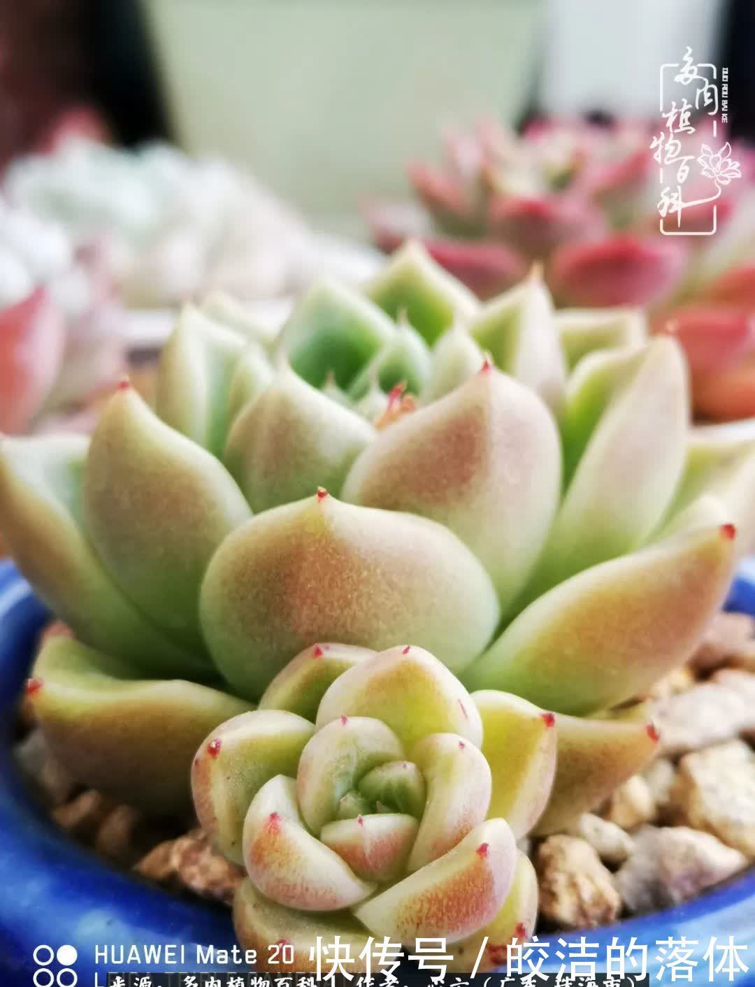 肉肉|与多肉的相遇,就是一场治愈之旅