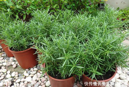 蚊虫不喜欢这种花,现在养养一盆,夏天连蚊香钱都省了