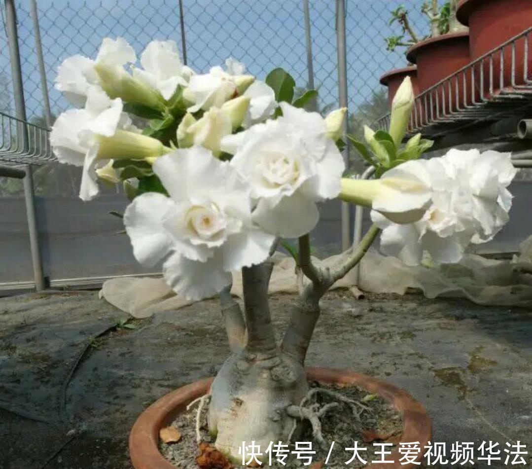 浇水|秋季怎么养殖沙漠玫瑰狠心做好4件事，开花多又漂亮