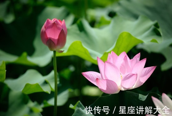 贵人|8月上旬，喜鹊枝头叫，4属相桃花好运作伴，贵人相助，富贵如意