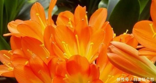 施肥|爷爷捡回3种“小东西”来养花，往土里埋“1点”，2年不用施肥！