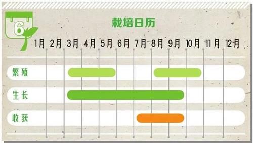  实在|辣椒挂果的样子实在太好看了，可观可食用直接栽种在阳台上！