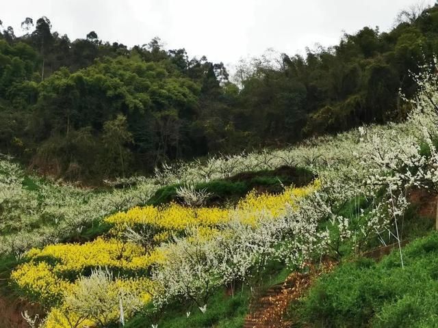 雪雕|临邛花朝节：“丝路雅集飞花令”走进邛崃临济李花节