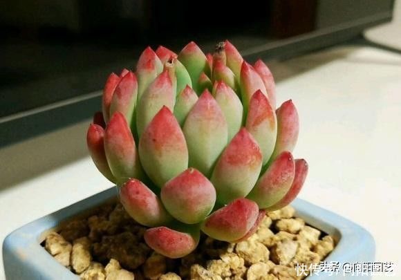 多肉还是别人家的好，别人养的红彤彤，自己养得绿油油，差在哪？