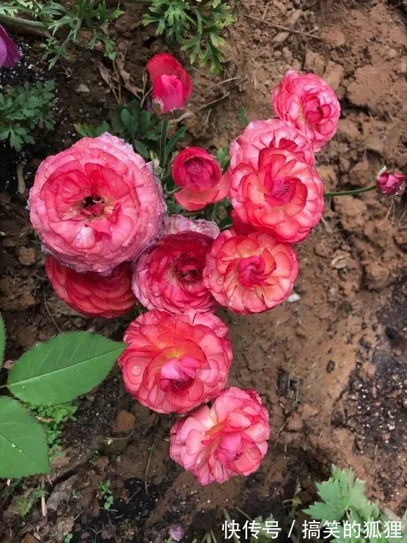 杜鹃花|5种花叫做“度夏难”,到了夏天就黄叶干枯,花友年年养年年买