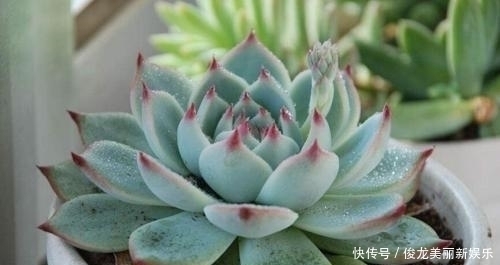 老桩|4种多肉,适合新手养,丢土里就能活,独苗一年长一群