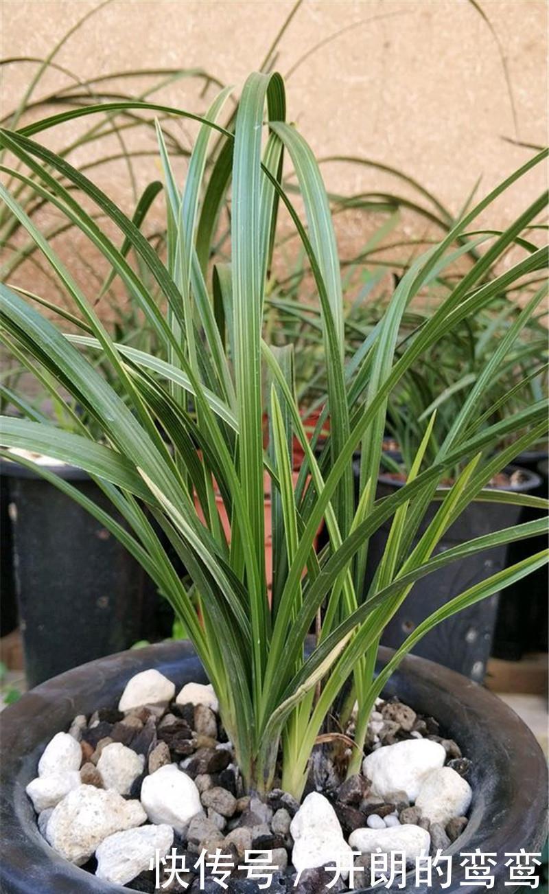 兰花根上“5个螺”,近看“老卢头”,赶紧剪掉保命!