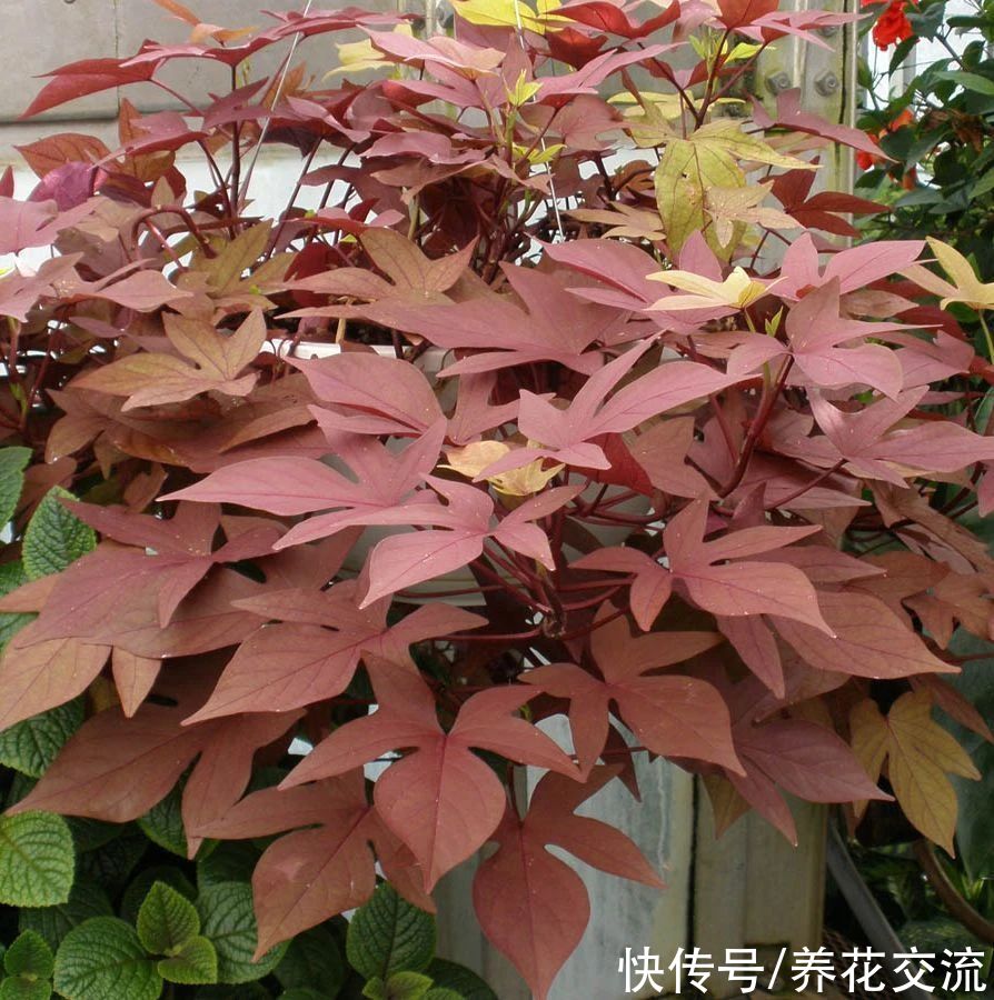 叶色|叶色丰富的观赏红薯，适合养成盆栽，开的喇叭状花朵很罕见