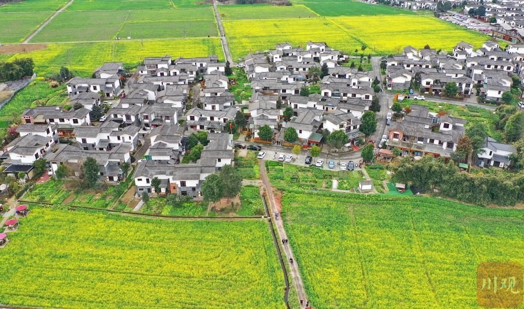 老年|组图丨崇州万亩油菜花开 田园春色美如画