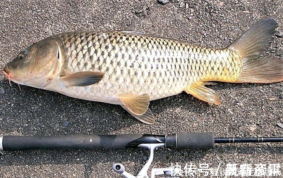 夏季野钓,突然无鱼口,不是钓技不好,原来是这几种因素