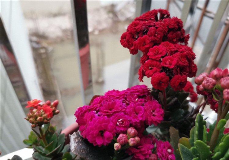 刚扦插的长寿花结了花苞,这样处理,秋天花不爆盆都难