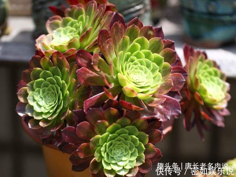 法师|多肉嘉年华法师平常十分低调,但养出状态后它的颜值不输任何多肉