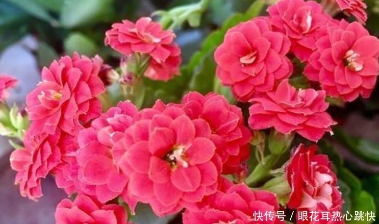 4种花一养就养爆，开花不断，花朵多又艳，直接变成小花园
