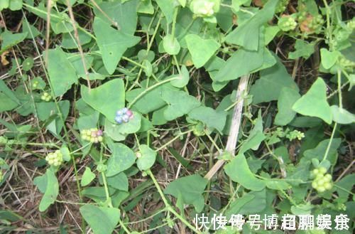 救命药|农村这野草很普通,但名字很霸气,用途很大,是农民救命药?