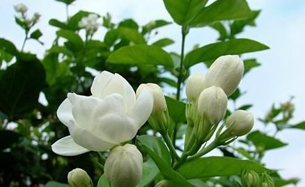 质量|养殖茉莉的正确方法,注意几点,让茉莉提高开花质量