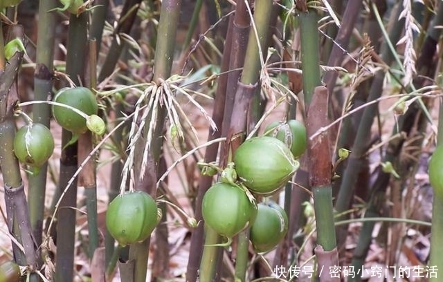 预定|长在竹子上的果实,50年结一次果,还没到市场就被预定,真稀罕