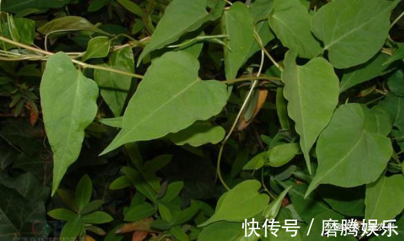 蛇莓|小时候常见又叫不上名的植物，终于知道叫啥了，太全了