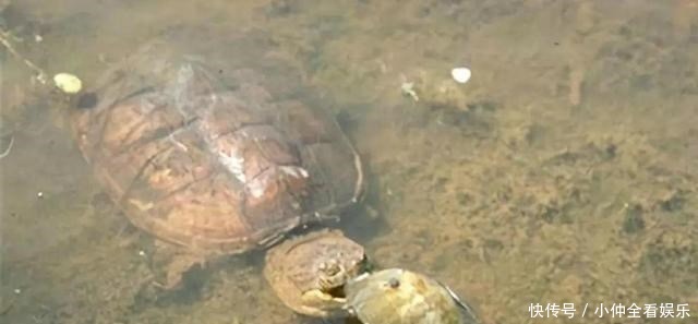 江苏钓鱼人河边发现大龟,追出十几米将其掀翻,网友:吃了它