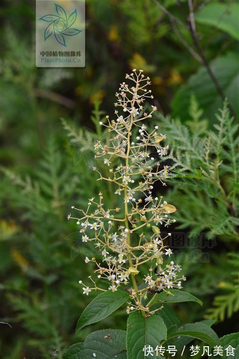 肾小球肾炎|山砒霜，见过吗？治类风湿性关节炎、红斑狼疮、银屑病