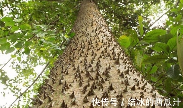 世界上最“不能招惹”的树,砍不得碰不得,见到都要绕路走
