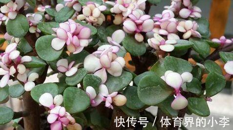 农历十一月大雪过后,养什么花?家里养3种花,开心快乐幸福相随