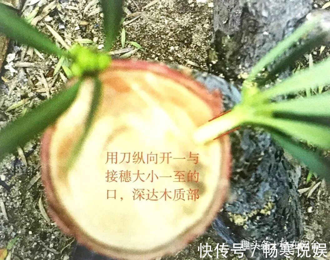 罗汉松芽接案例分享,台长教你玩出别出心裁的岭南盆景!