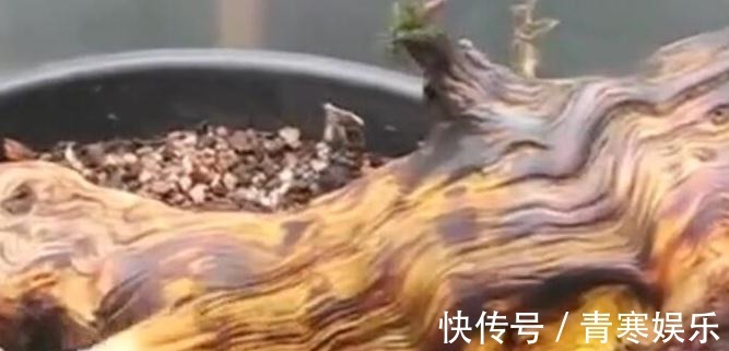 舍利|白骨森森,的舍利松树盆景图解,10图10个步骤,为大家解惑