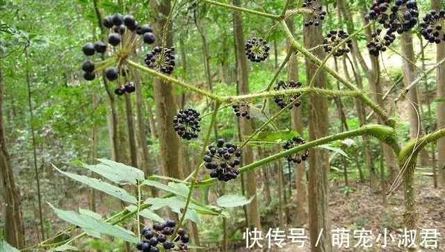 野菜|日本人眼中的高端菜，中国很多却少有人碰，营养很丰富