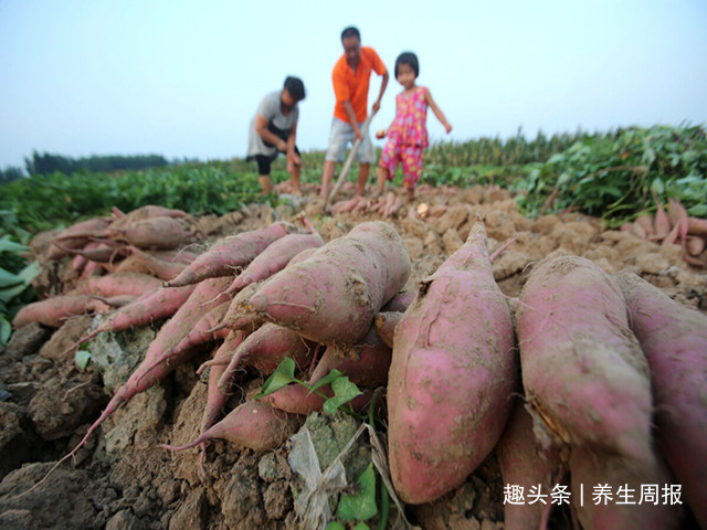 蔬菜|肝脏最喜欢的5种蔬菜,堪比“补品”,便宜又营养,比吃药管用